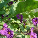 Lycianthes rantonnetii 'Outremer'